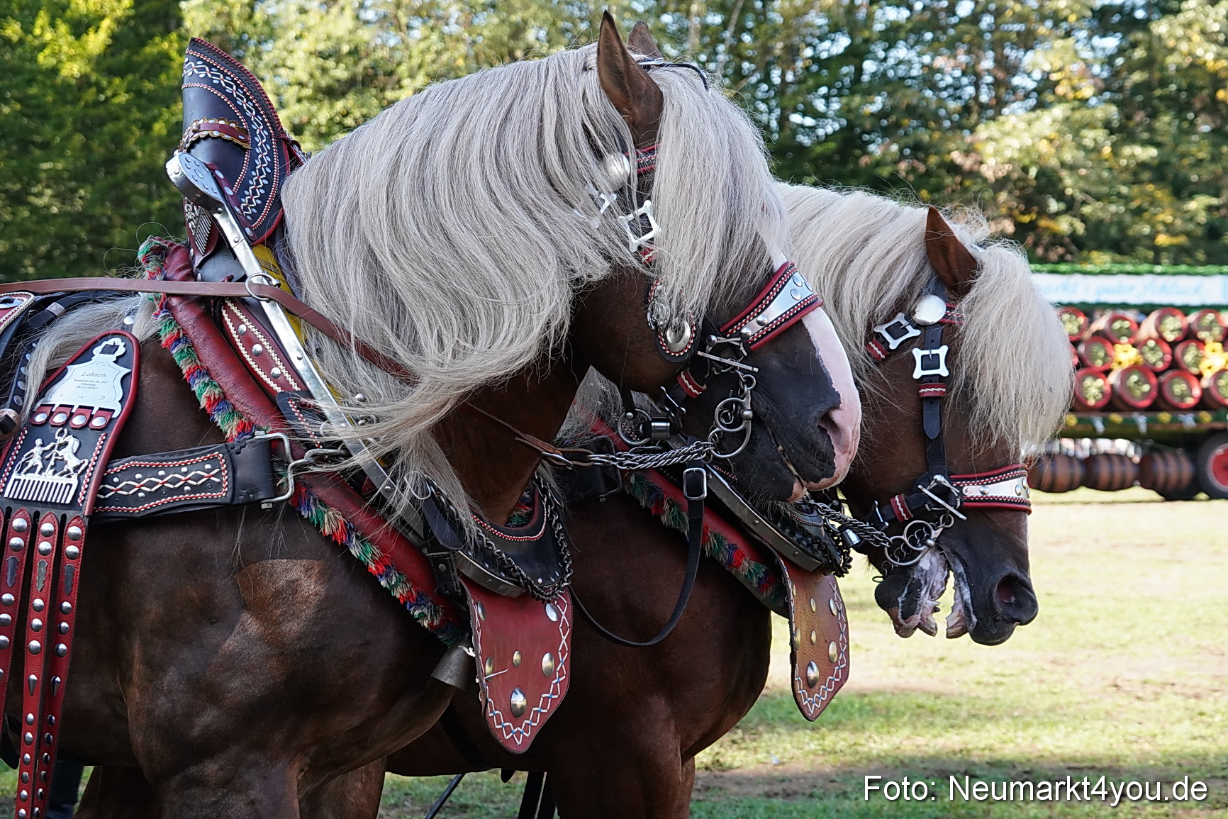 Pferde und Fohlenschau 2022 0063 